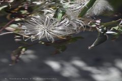 Clematis orientalis